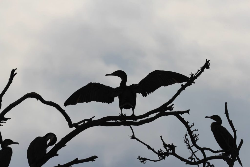 Kormoran Gegenlicht