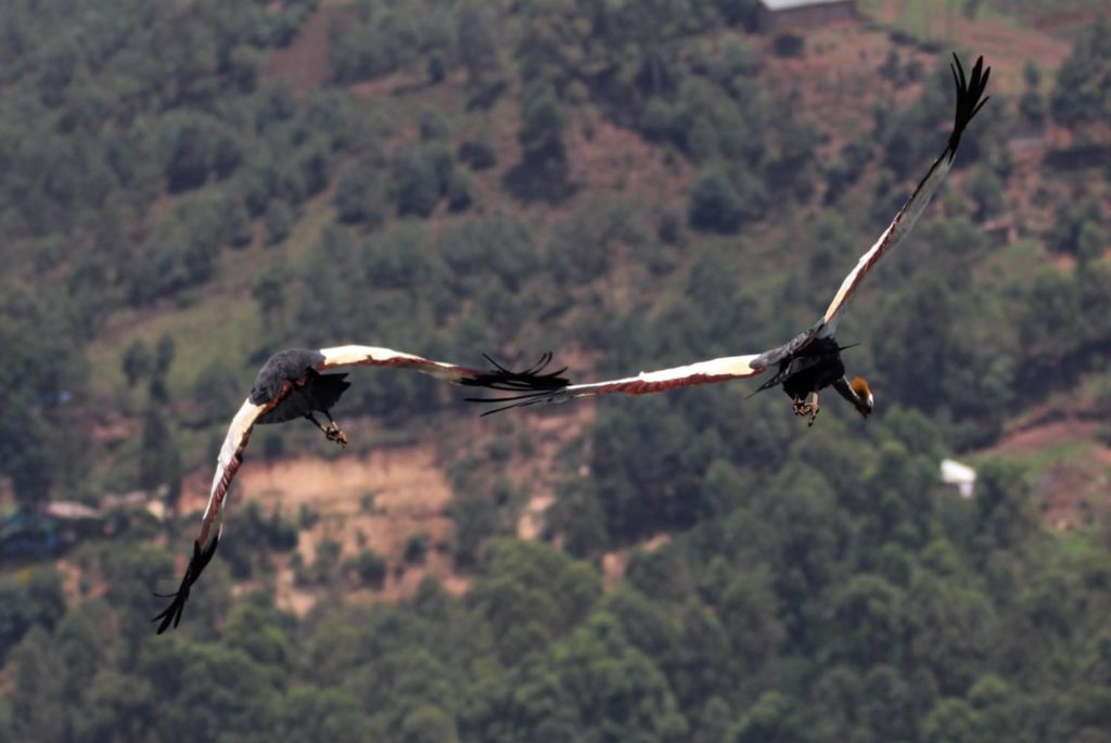 Kronenkranich Flug