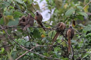 Mausvogel Gruppe