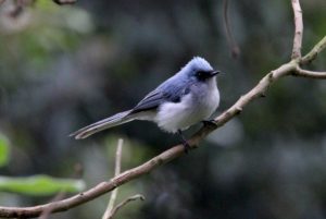 Muscicapa caerulescens