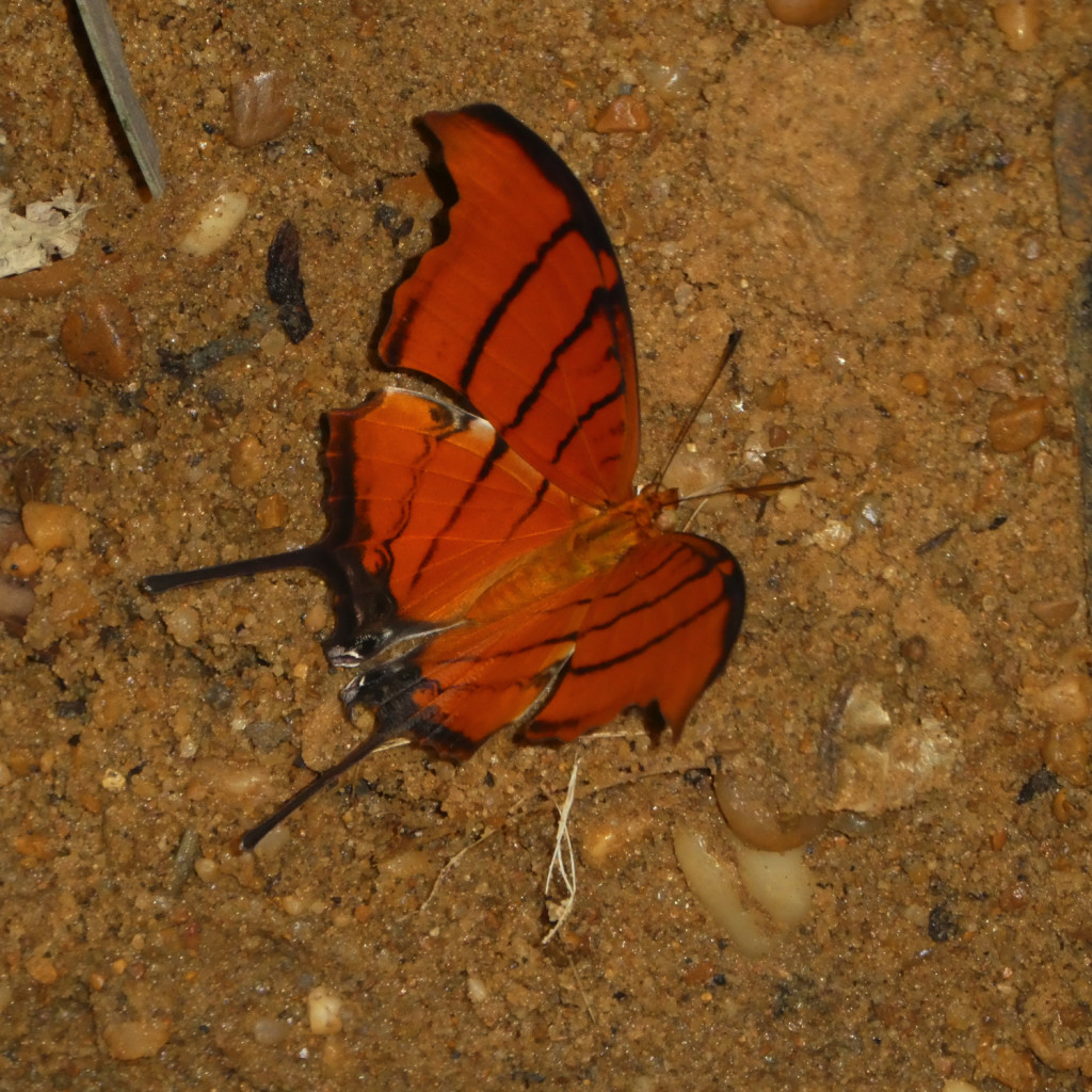 JBL Venezuela Schmetterling