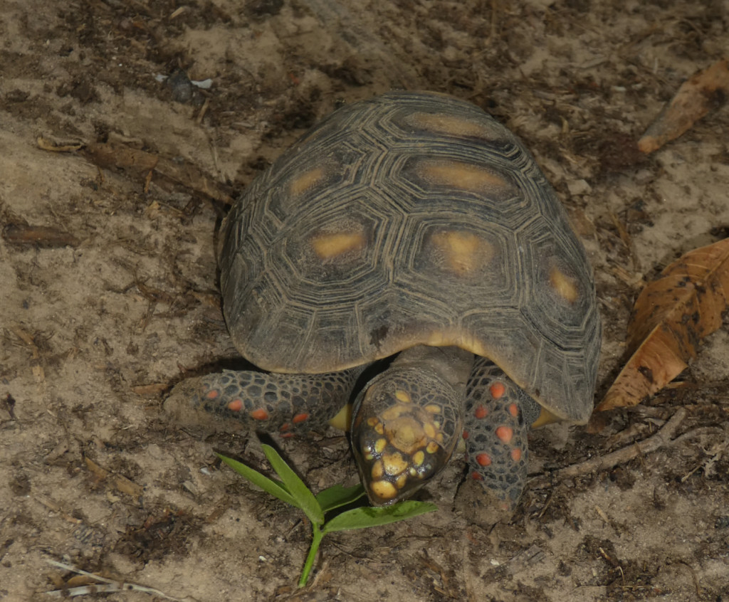 JBL Venezuela Köhlerschildkröte