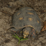 JBL Venezuela Köhlerschildkröte