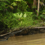 JBL Venezuela Landschaftsbild