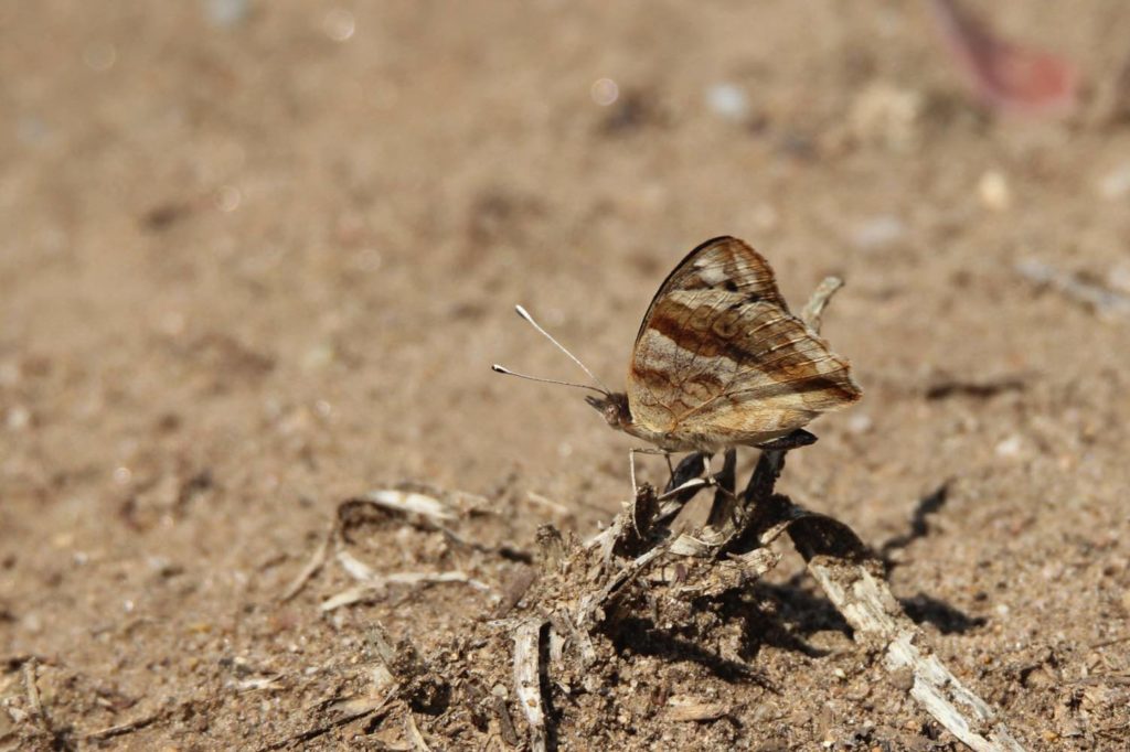 Schmetterling