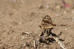 Schmetterling