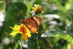 Schmetterling