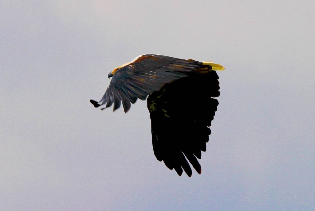 Seeadler