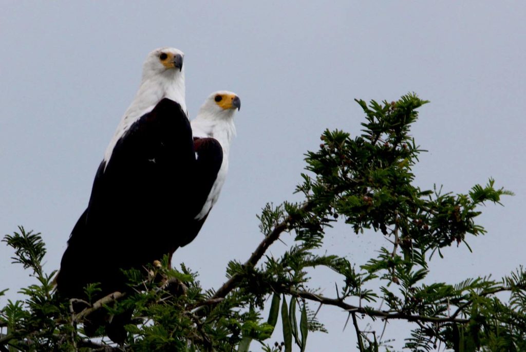 Seeadler