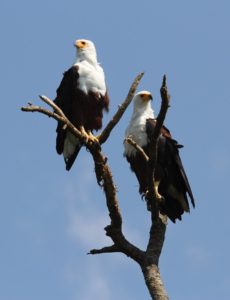 Seeadler