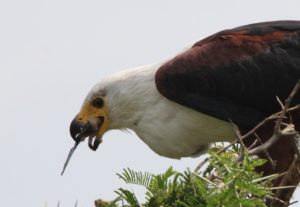 Seeadler am fressen