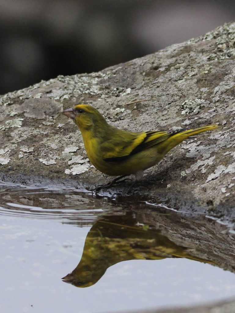 Serinus Kanarienvogel