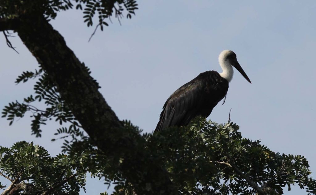 Storch