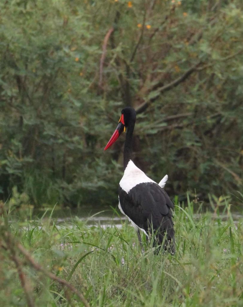 Storch