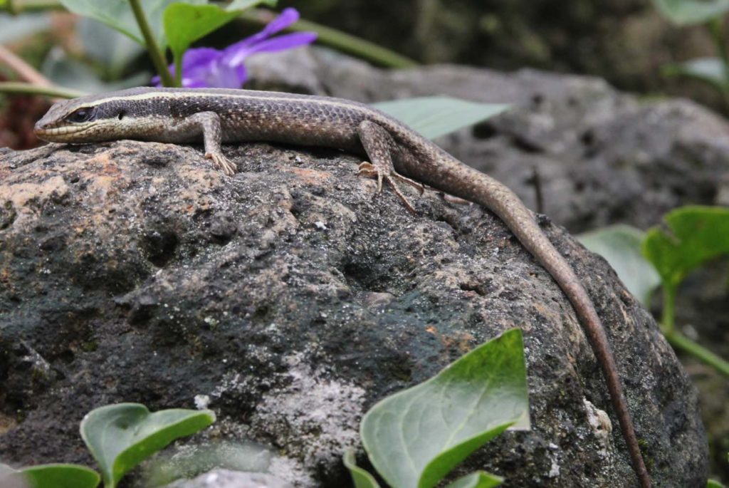 Streifenskink (Mabuya striata)