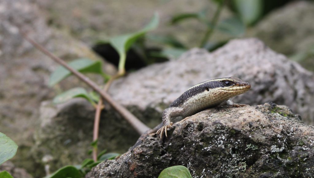 Streifenskink Mabuya striata