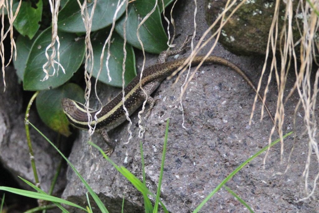 Streifenskink (Mabuya striata)