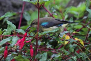 Sunbird