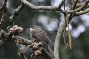 Turdoides Babbler