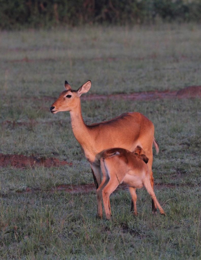 Uganda Kob