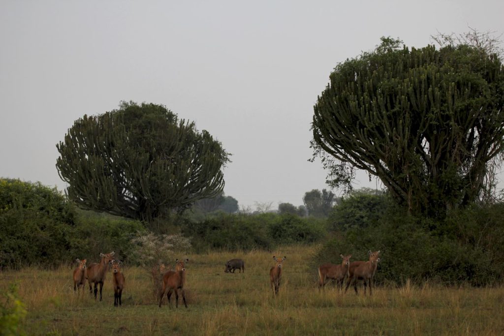 Uganda Kobs