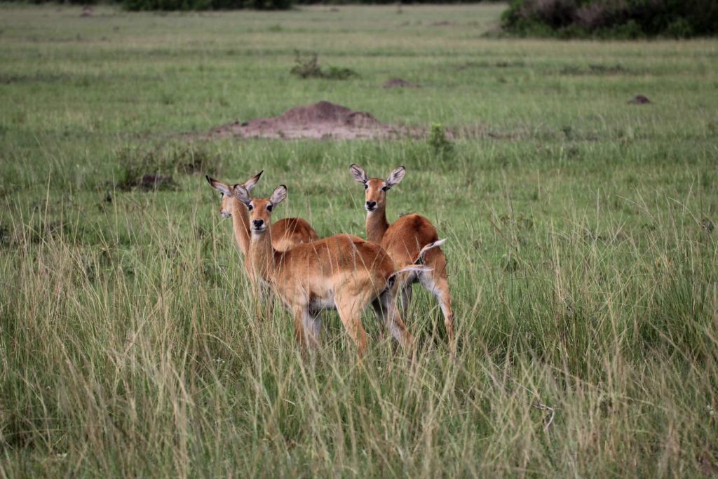 Uganda Kobs