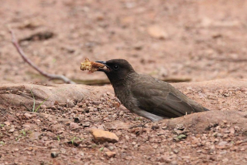 Vogel am Fressen