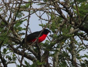 Vogel rot-schwarz