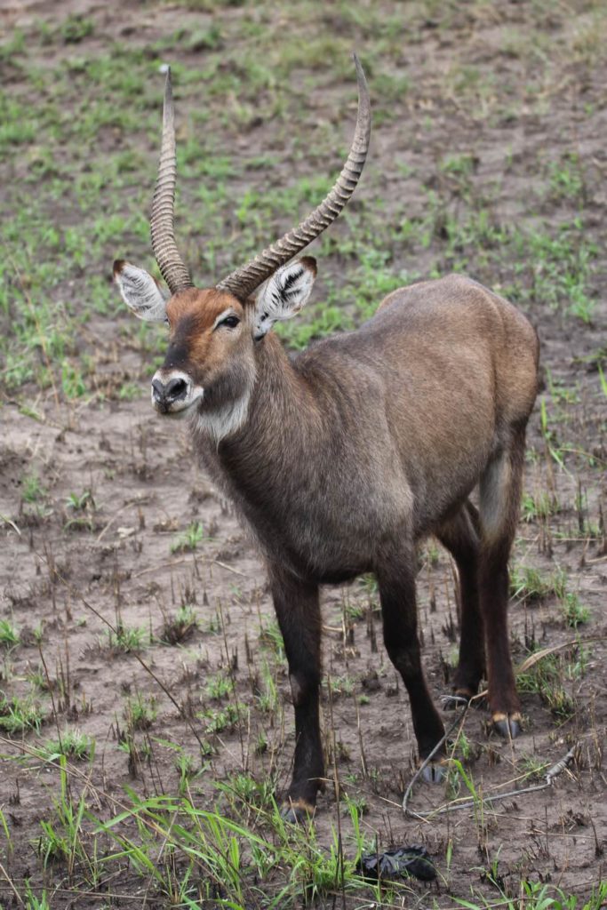 Wasserbock