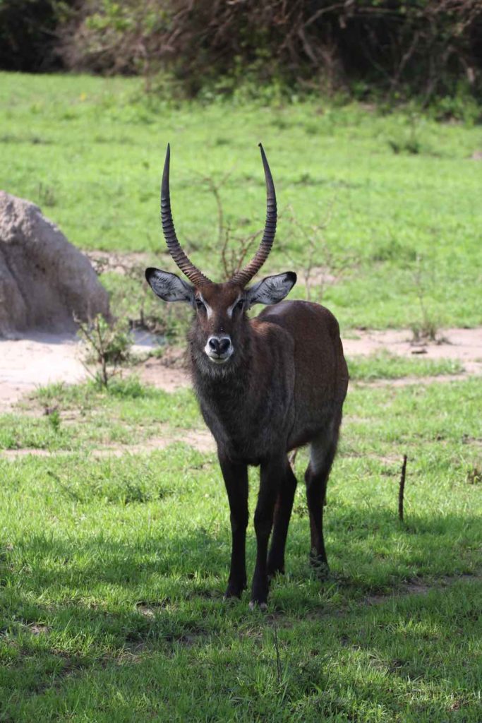 Wasserbock