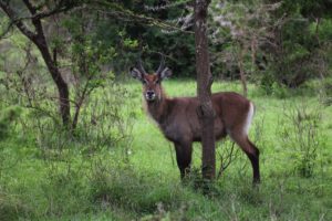 Wasserbock