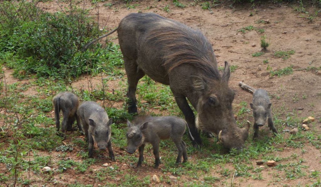 Wildschwein Familie