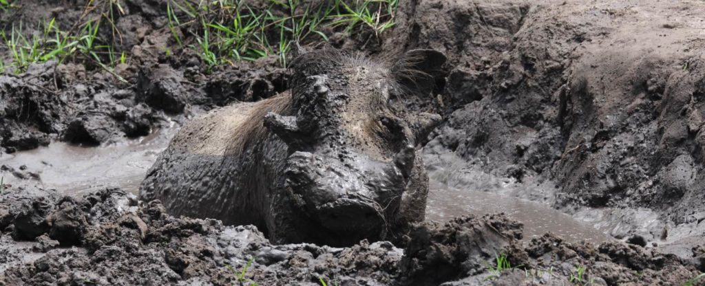 Wildschwein am sulen