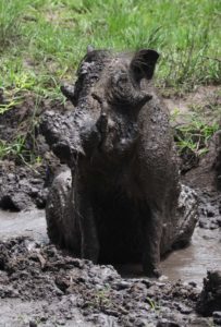 Wildschwein im Wasserloch