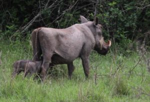 Wildschwein mit Jungen