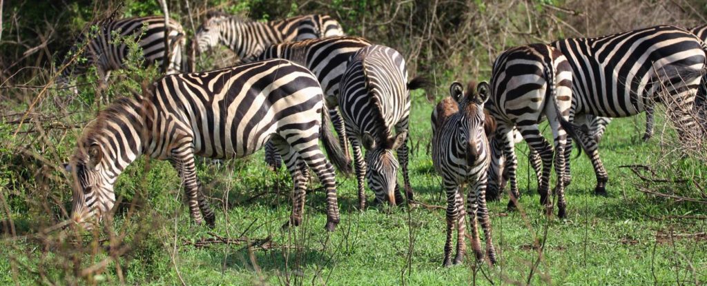 Zebraherde