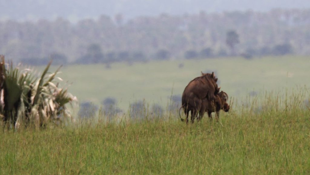 Reiseblog – Naturerlebnis Uganda