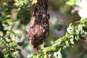 Junger Honigfresser im Nest